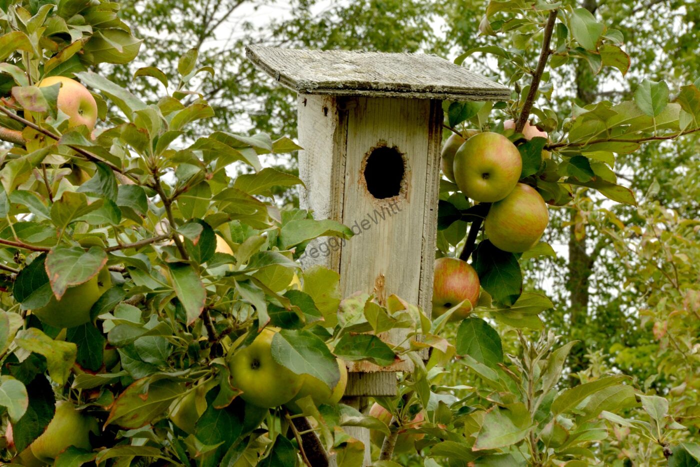 Birdhouse Apples Green
