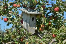Birdhouse Apples Red