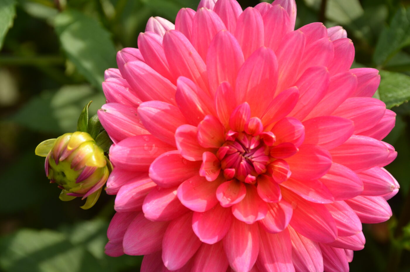 Pink Dahlia